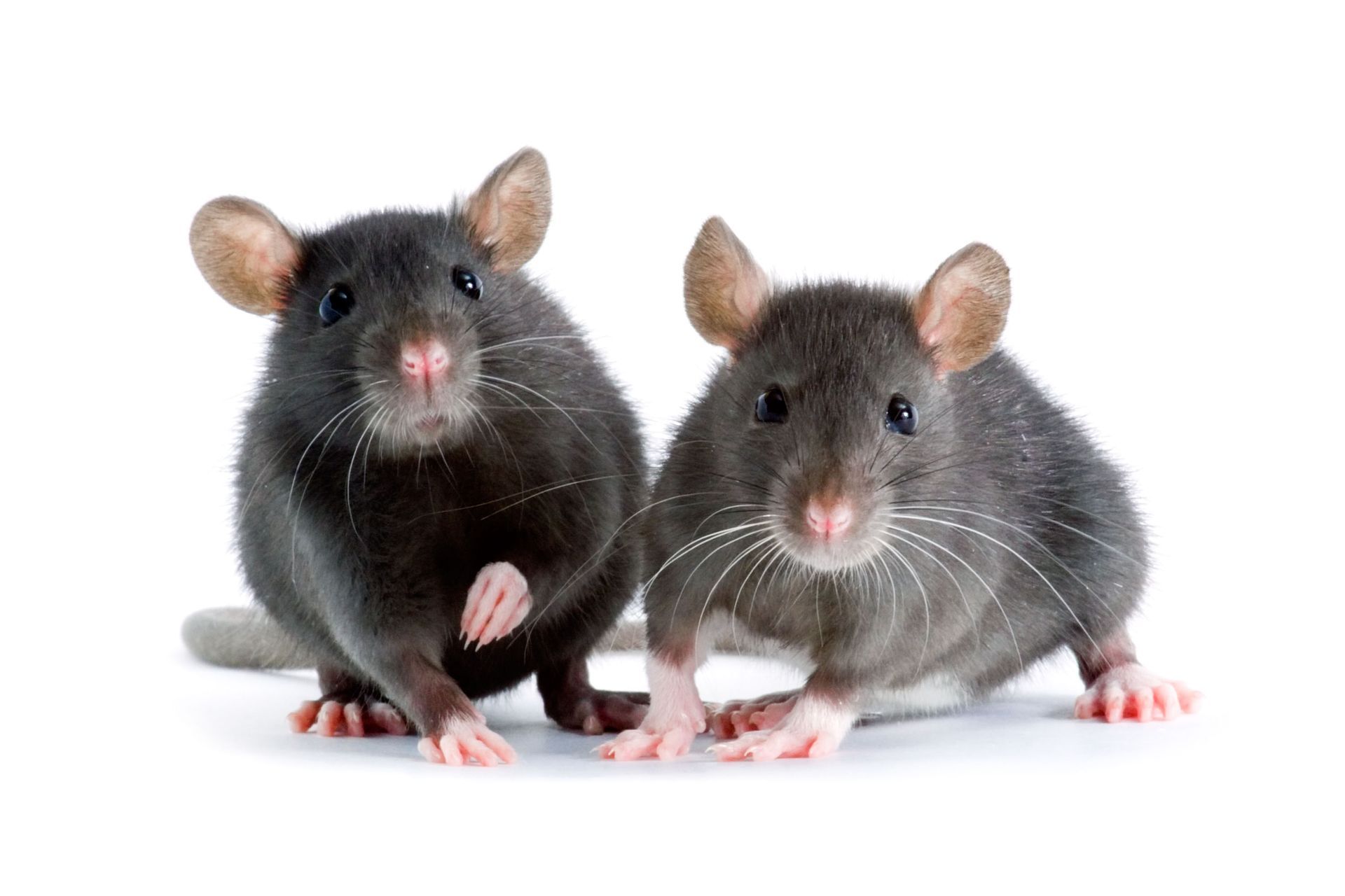 Two dark-furred rats stand side-by-side against a plain white background.