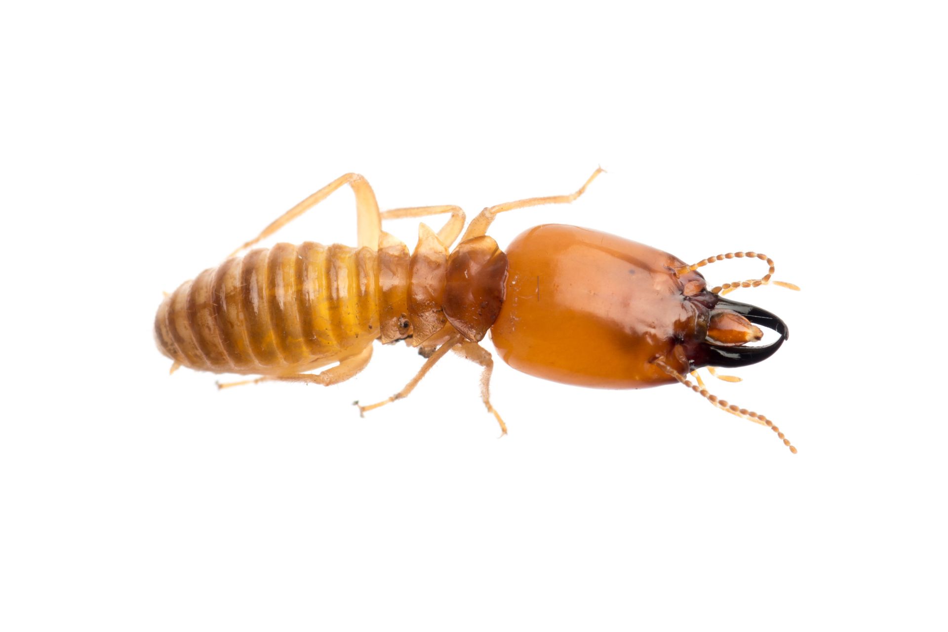 A termite soldier with a large, golden-brown head, prominent dark mandibles, and a segmented, lighter-colored body.