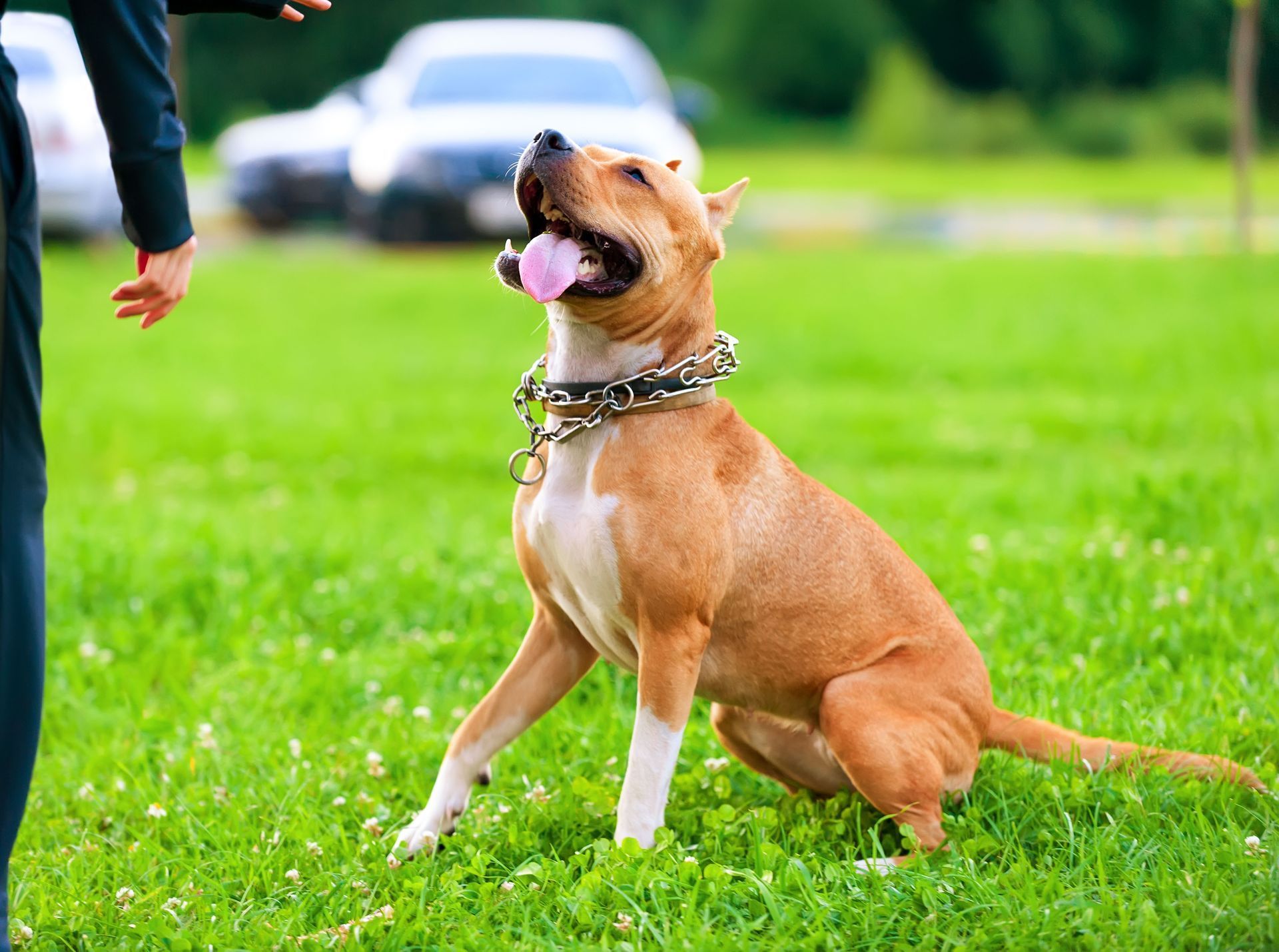 Tan dog sitting on grass, looking up at a person reaching out a hand.