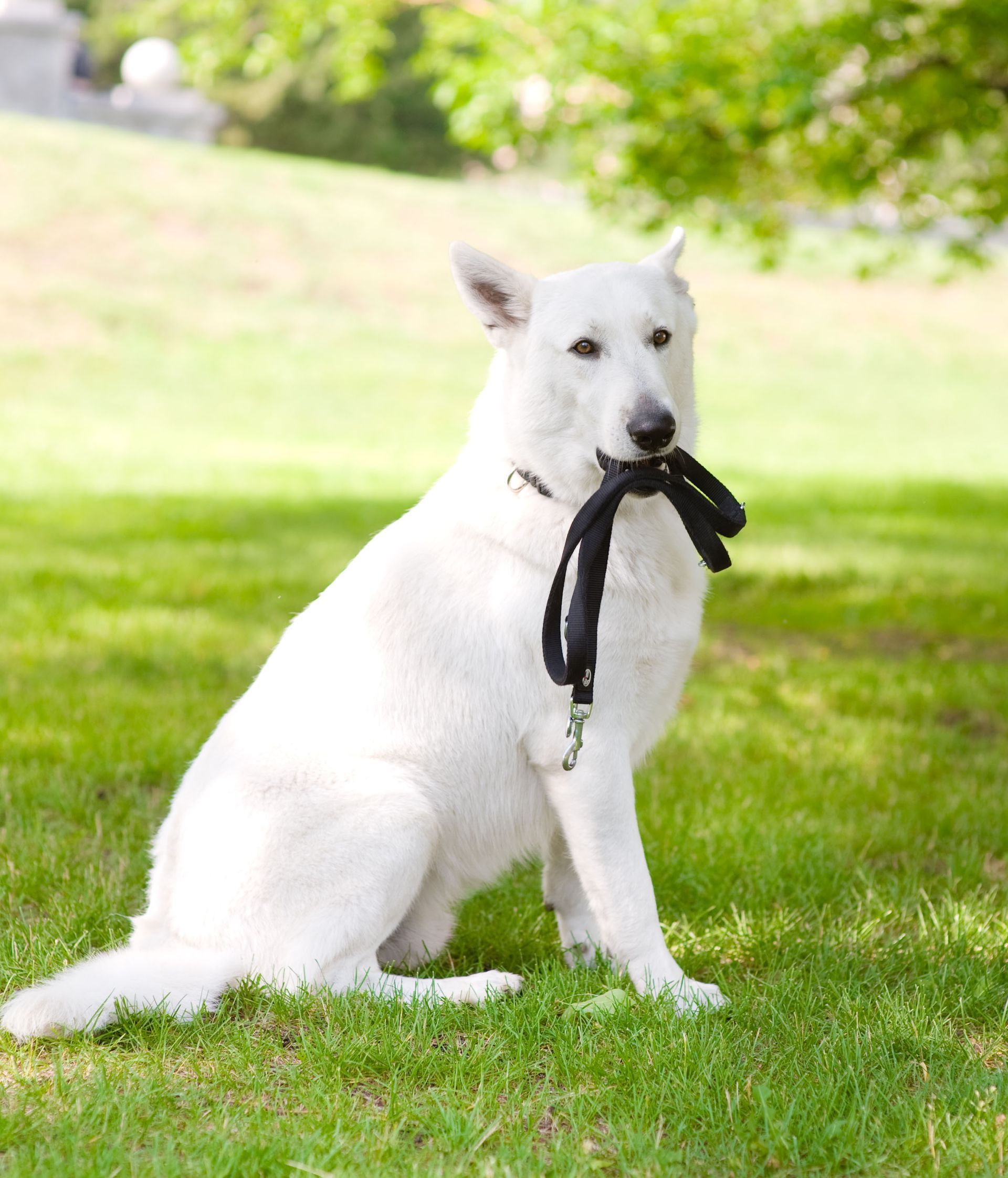 White dog sitting on grass and holding a black leash in its mouth