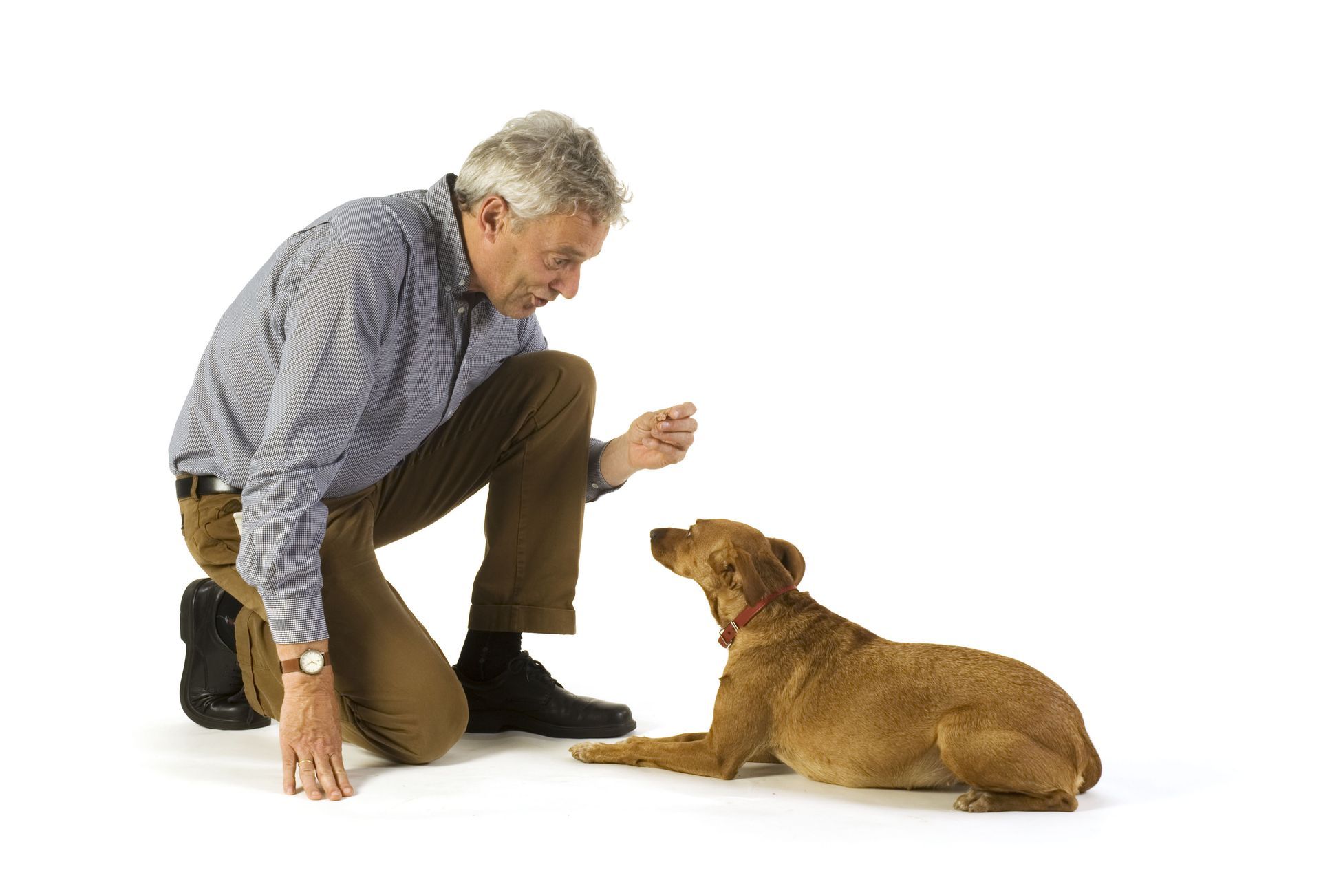 Man kneeling and offering a treat to a brown dog on a white background