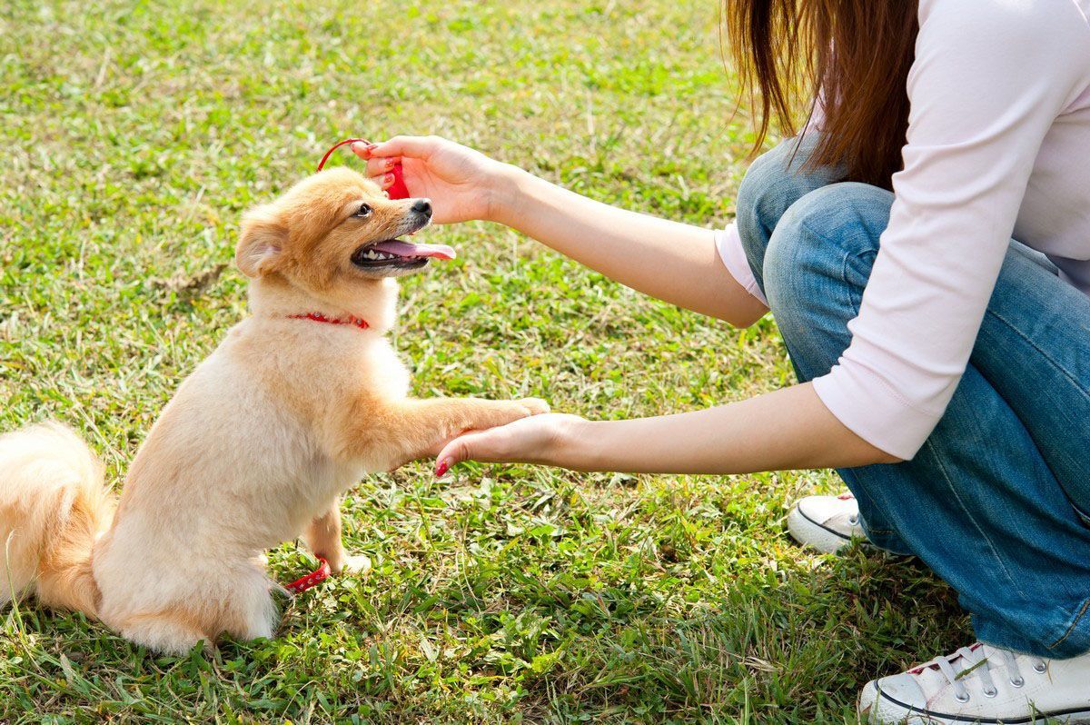 Person petting a small tan dog sitting on grass outdoors