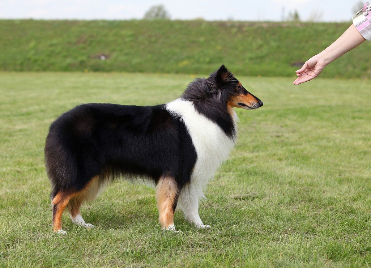 Black, white, and tan dog standing on grass, facing an outstretched hand.