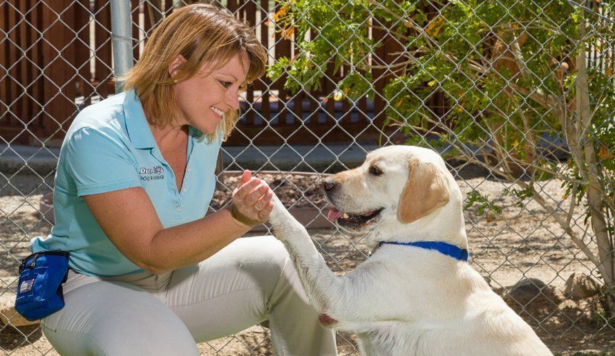 Woman in a blue shirt kneels beside a sitting golden retriever, smiling and holding its paw by a chain-link fence