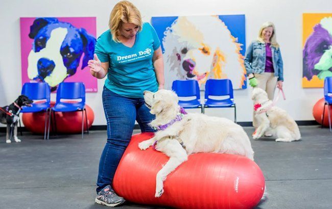 Woman guiding a white dog on a red exercise ball in a colorful indoor dog-training class