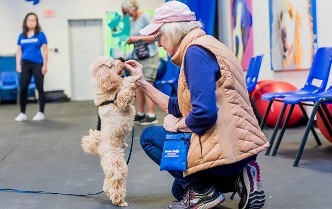Woman kneeling to train a small curly dog indoors, with chairs and a leash nearby