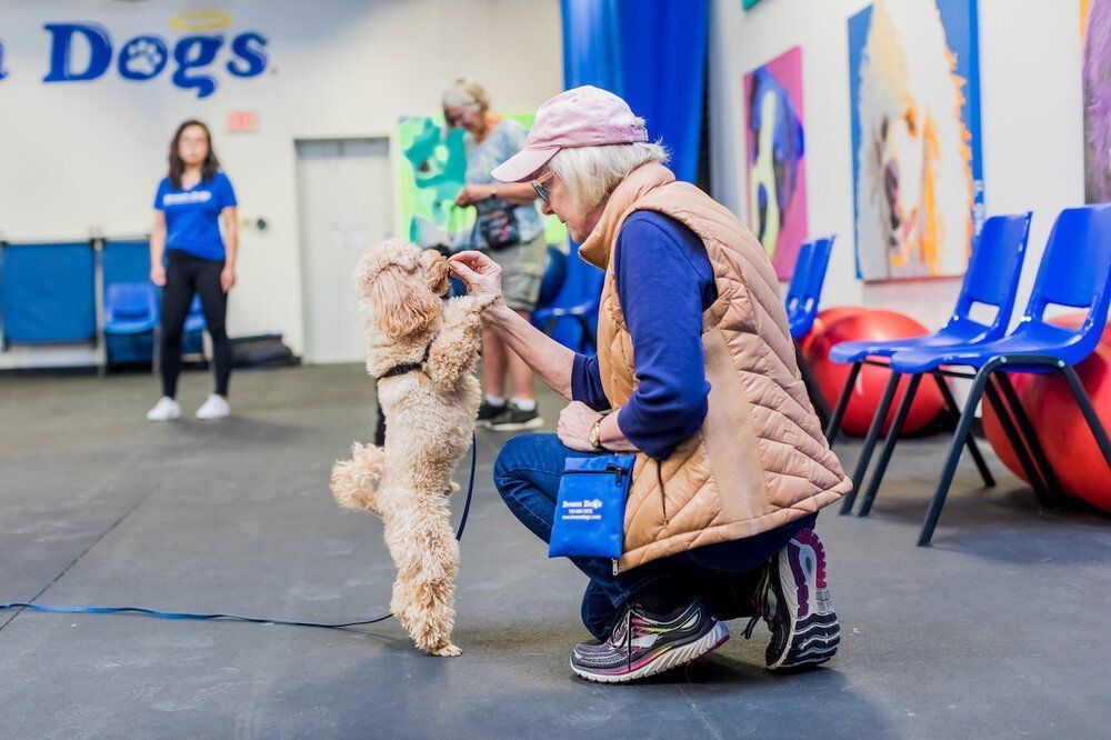 Woman kneels to pet a curly white dog at an indoor dog show, with blue chairs and &ldquo;Dogs&rdquo; sign nearby