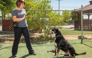 Woman standing beside a seated black-and-white dog in a sunny fenced yard