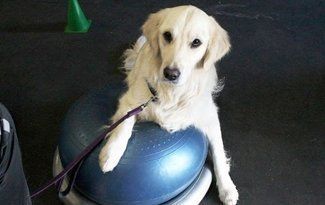 Golden retriever sitting on a blue exercise ball in a gym
