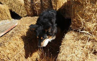 Black dog lying in a hay bale tunnel, looking out with a tan muzzle.
