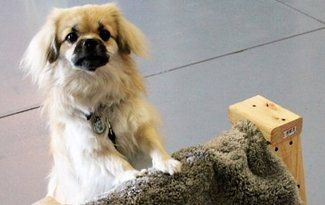 Small tan dog with long fur standing on a carpeted ramp, looking at the camera.