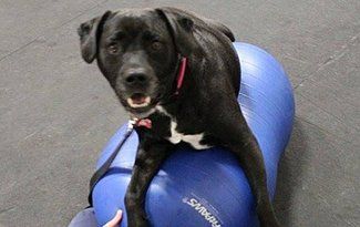 Black dog with pink collar sitting on a blue exercise ball indoors