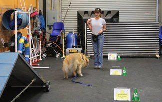 Person with dog in indoor training area with agility equipment and cones