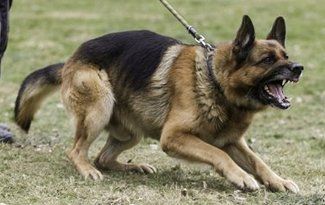 German Shepherd snarling on a leash, crouched low on grass outdoors