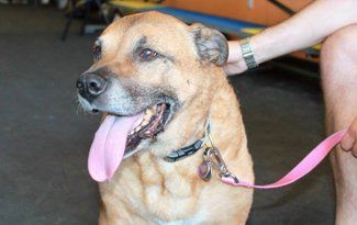 Tan dog panting with pink leash, being petted indoors