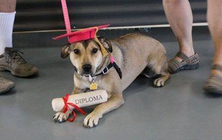 Dog wearing a red graduation cap lies beside a diploma, with people’s legs visible in the background.