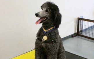 Black poodle wearing a collar, sitting indoors with tongue out near a yellow floor mat and metal gate