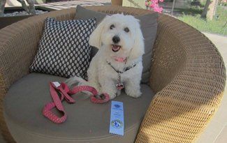 Small white dog sitting on a patio couch with a pink leash and blue tag beside it
