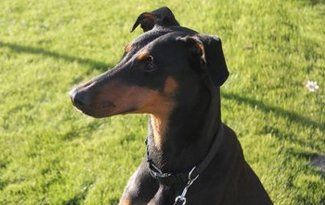 Black and tan dog sitting on grass, looking to the left in bright sunlight
