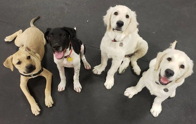 Four happy puppies sit together on a dark floor, including tan, black-and-white, and white dogs.