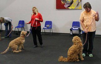 Dog training class with two handlers and two curly-coated dogs sitting on leashes indoors.