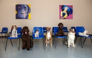Dogs sitting on blue chairs in a room with two colorful dog portraits on the wall