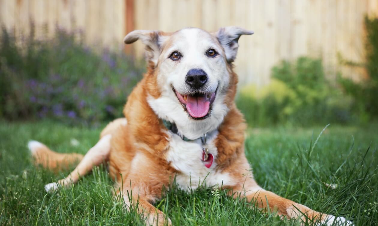 Happy tan-and-white dog lying in green grass, panting with mouth open, in a backyard.