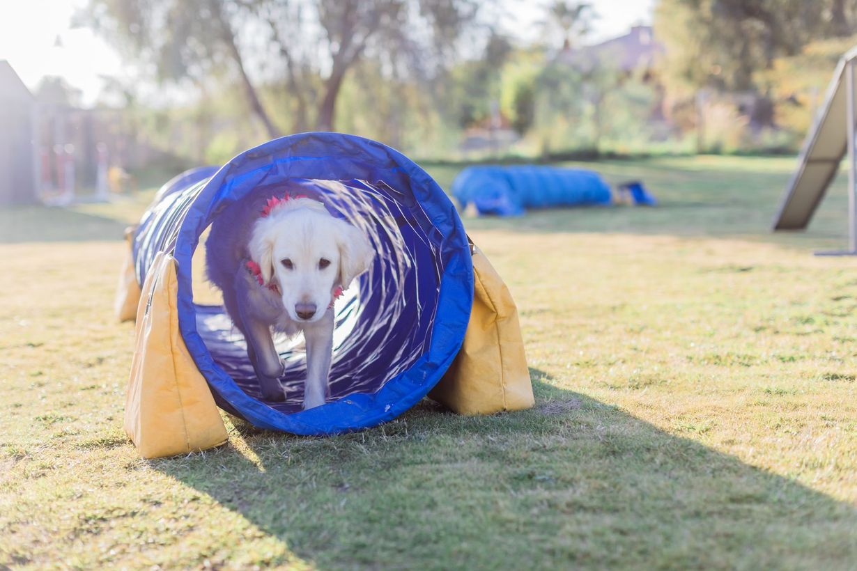 White dog peeking through a blue agility tunnel on a grassy field outdoors
