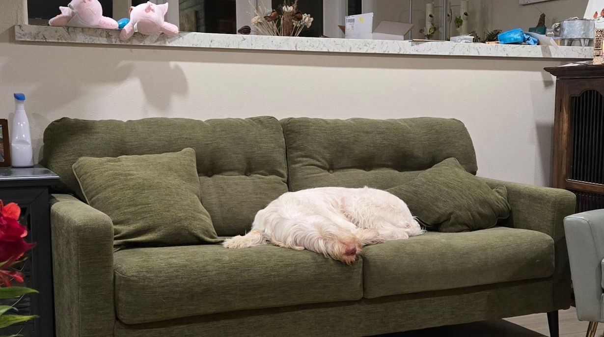 White dog sleeping on a green couch in a living room