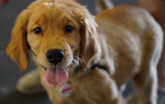 Golden retriever puppy with tongue out, wearing a pink collar, standing indoors on a blurred background