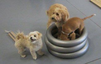 Three small dogs, one tan and one brown, tangled inside a coiled gray hose on a gray floor.