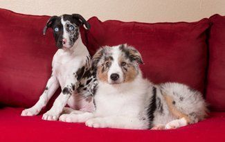 Two puppies sitting on a red couch, one black-and-white and one merle-coated
