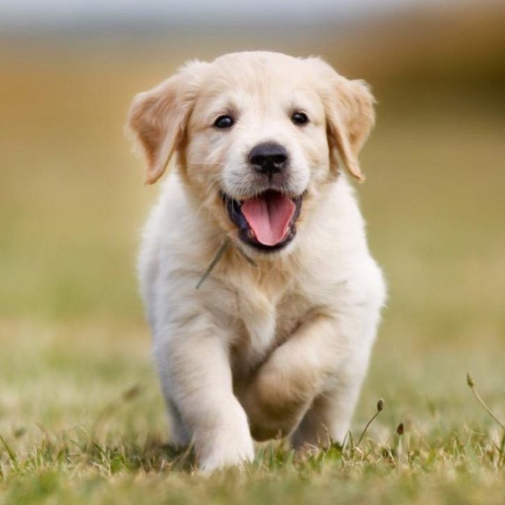 Golden retriever puppy running through grass, mouth open and tongue out, in a blurred outdoor field