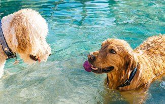 Two wet dogs playing in a pool, one holding a pink ball, with blue water behind them