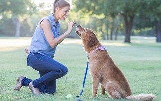 Woman kneeling on grass training a golden dog with a treat in a park
