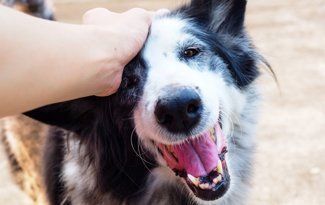 Hand petting a black-and-white dog with an open mouth and happy expression outdoors
