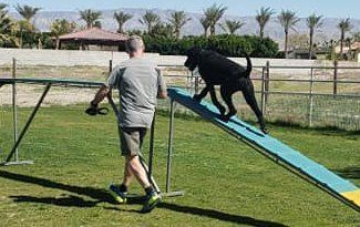 Dog jumping an agility ramp toward a handler in a grassy outdoor field