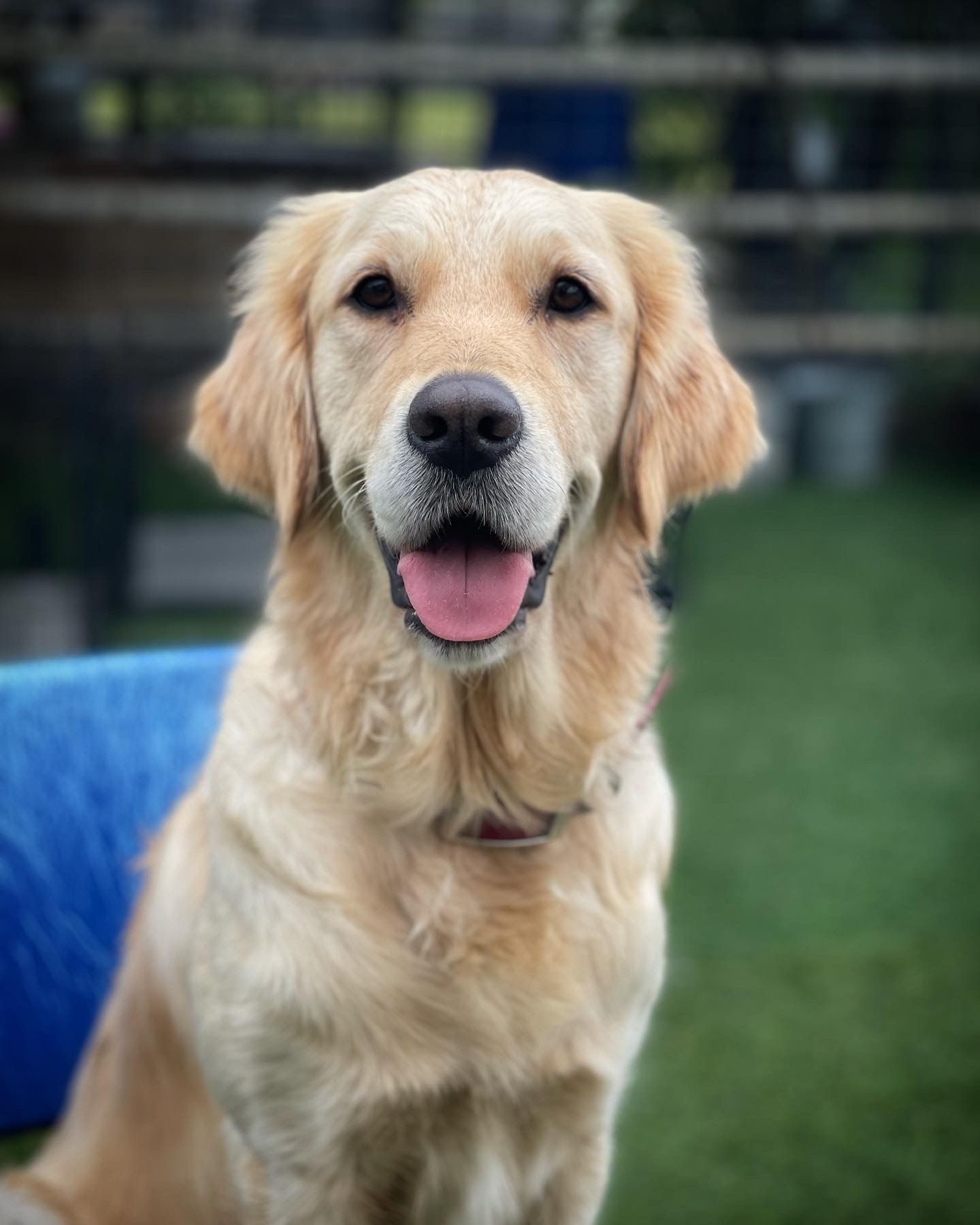 Golden retriever sitting on grass, facing forward with mouth open and tongue out.