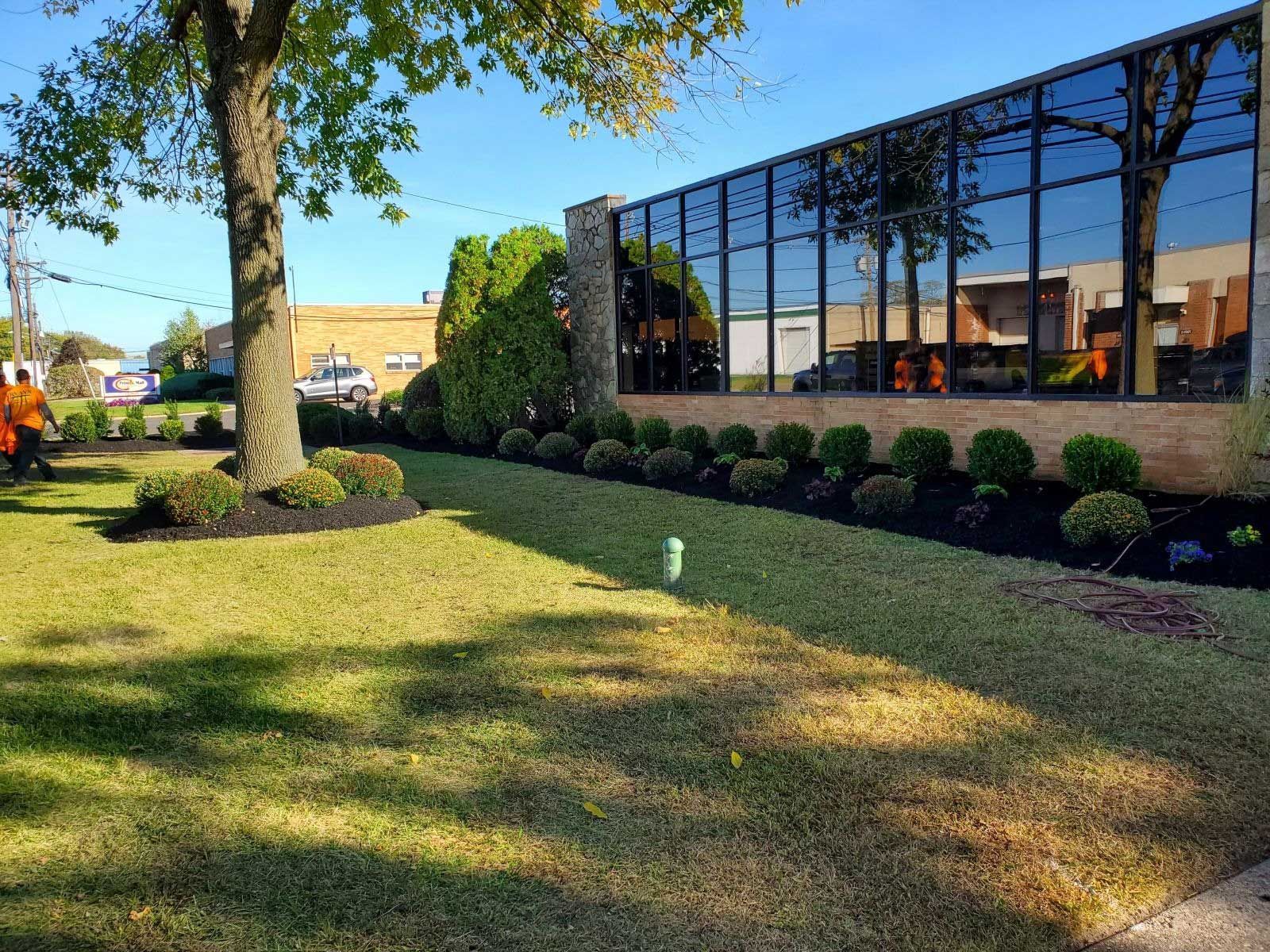 A grassy lawn in front of a modern building with large glass windows, featuring a tree and manicured shrubs in mulch beds.