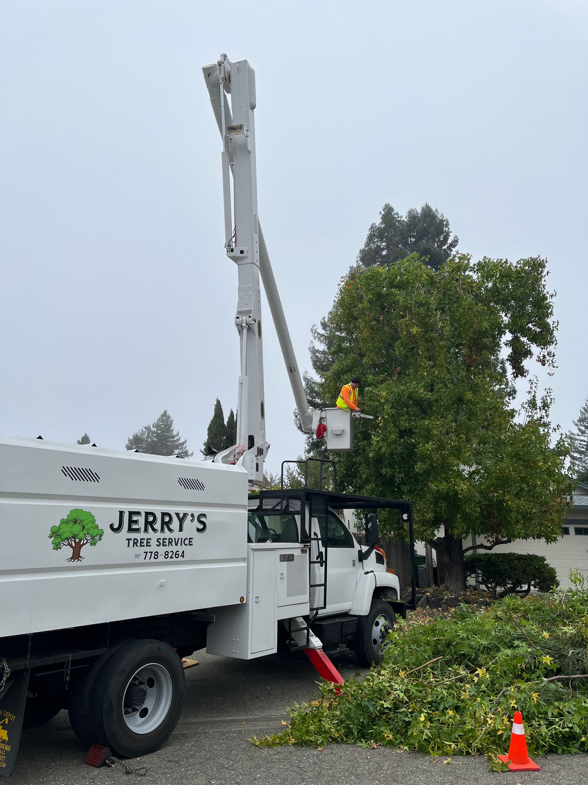Tree service truck with bucket lift trimming a large tree; branches and orange cone on the ground.
