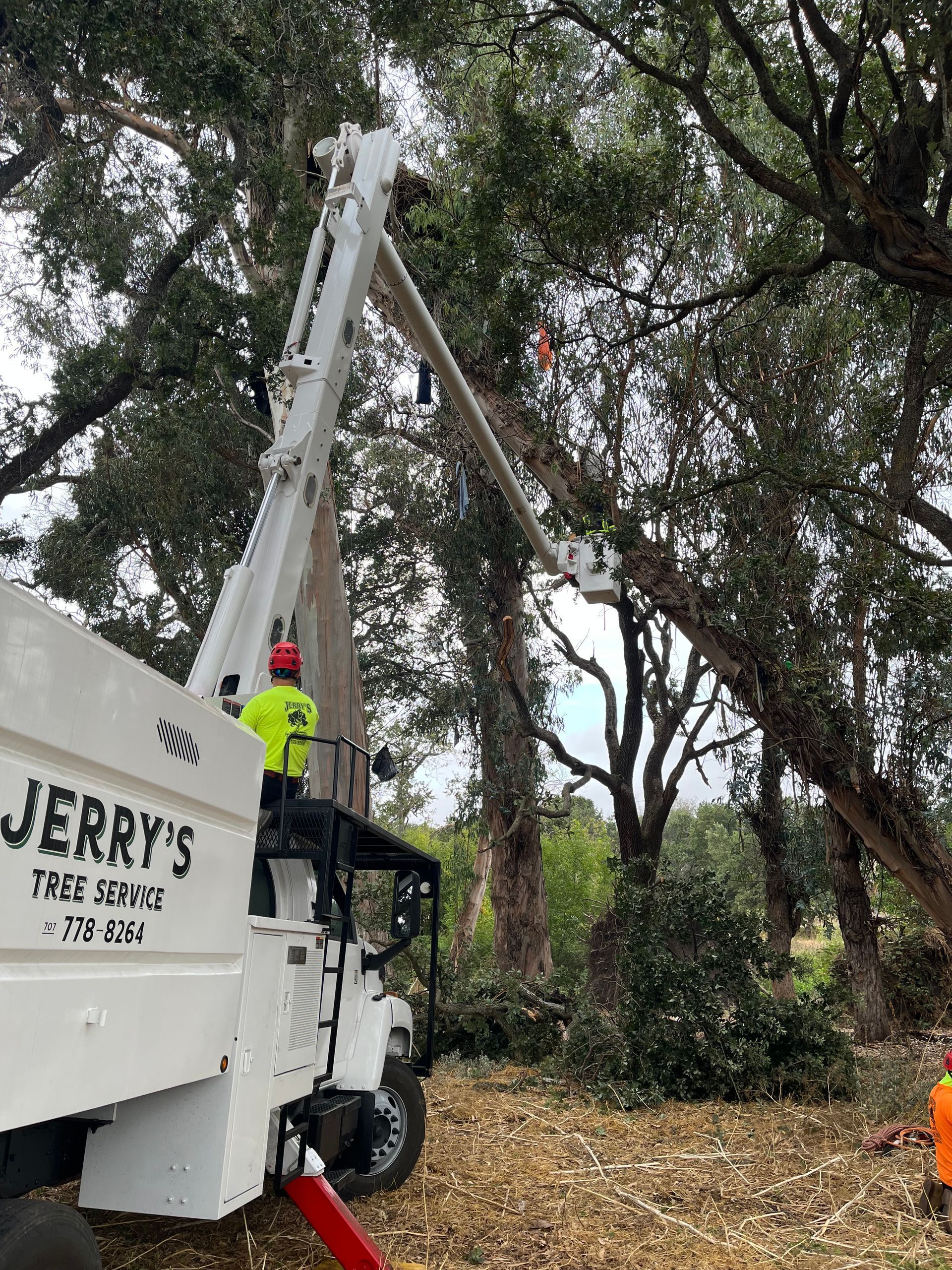 Tree service truck lifting a worker in a bucket among large trees