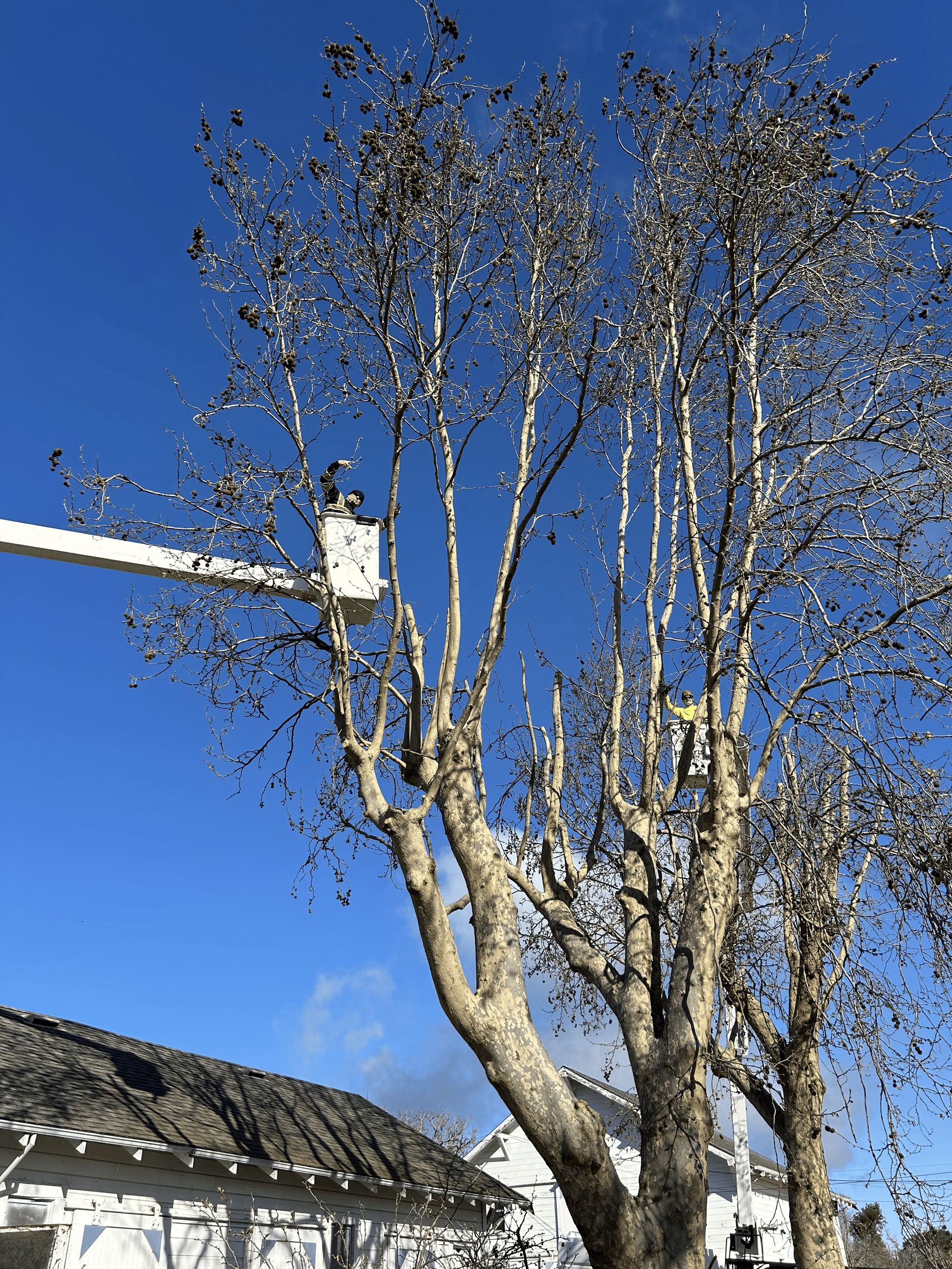 Leafless trees against a clear blue sky beside a white building