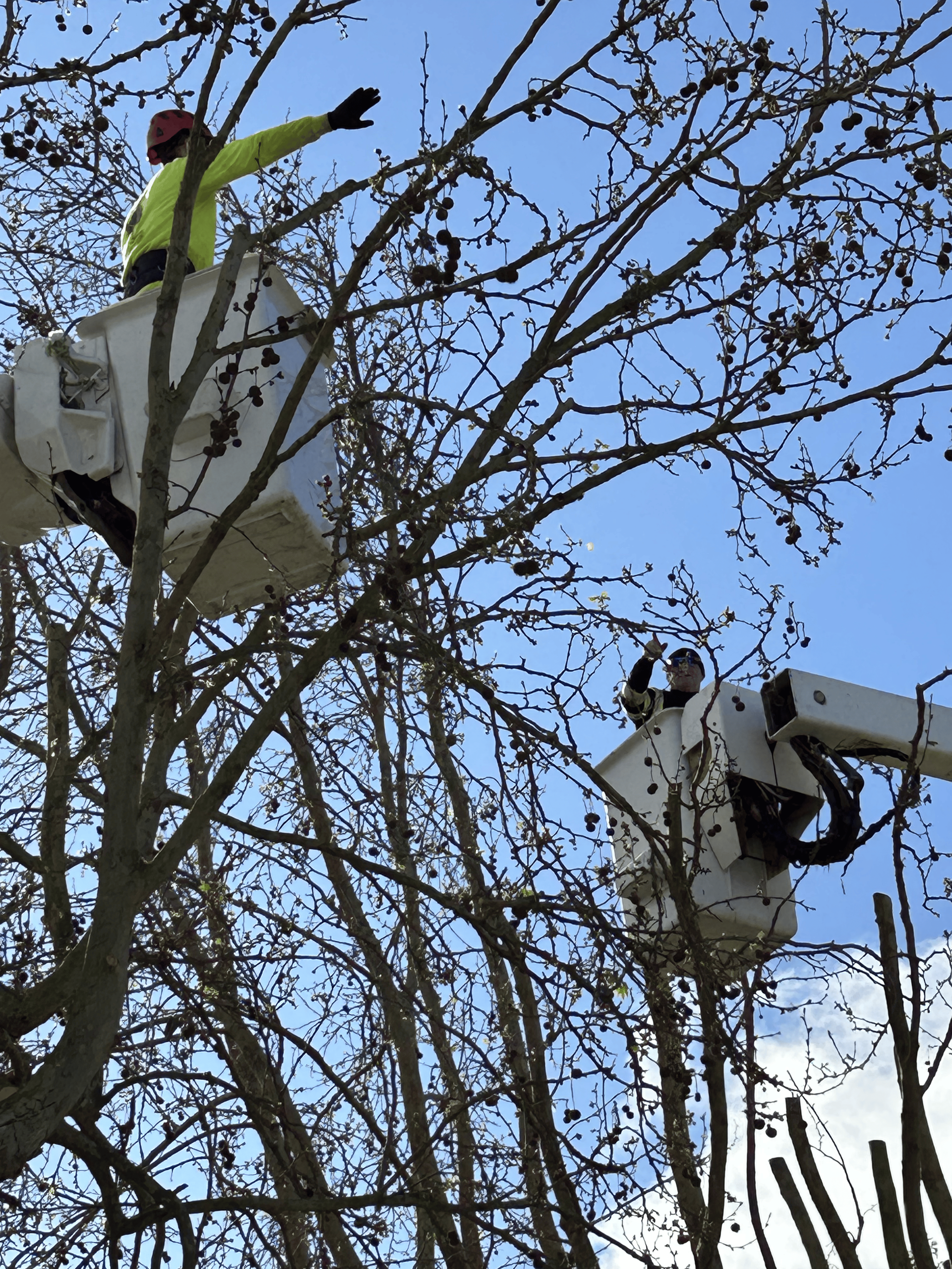 Workers in bucket lifts trimming tree branches against a blue sky