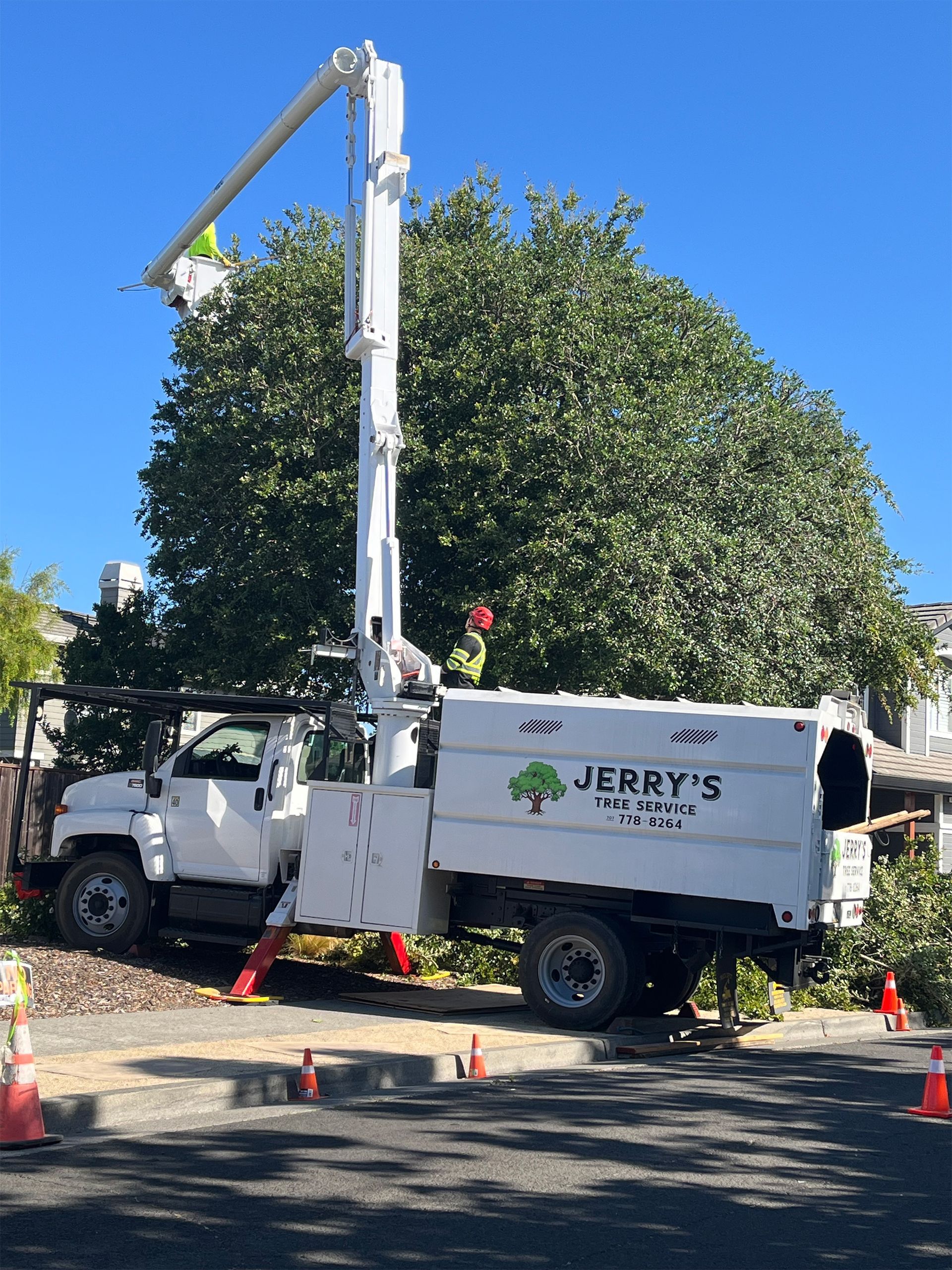 Tree-trimming truck with bucket lift beside a large leafy tree on a sunny street, cones around the work area