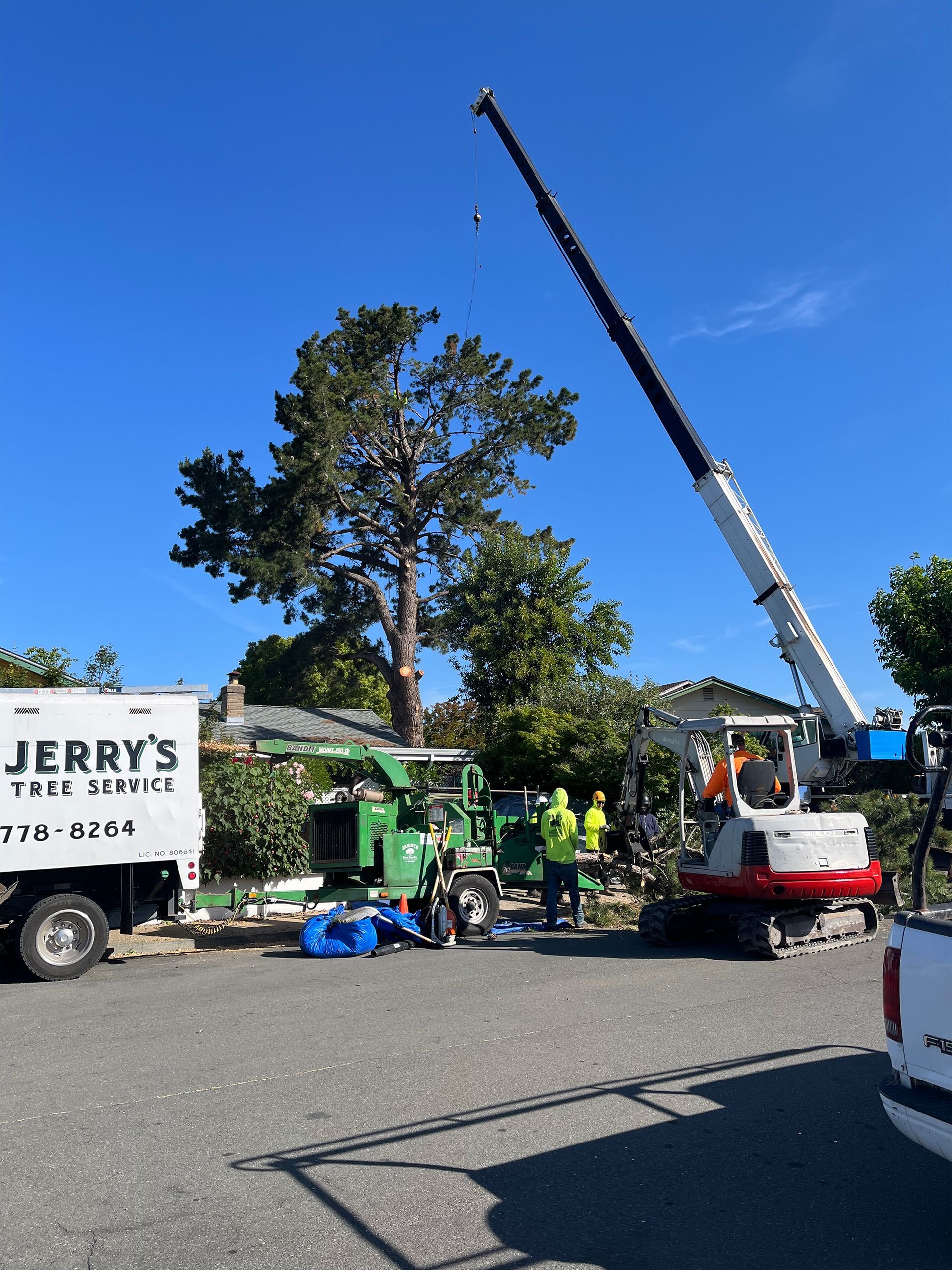 Tree crew with bucket truck trimming a tall pine beside a Jerry’s truck on a sunny street.