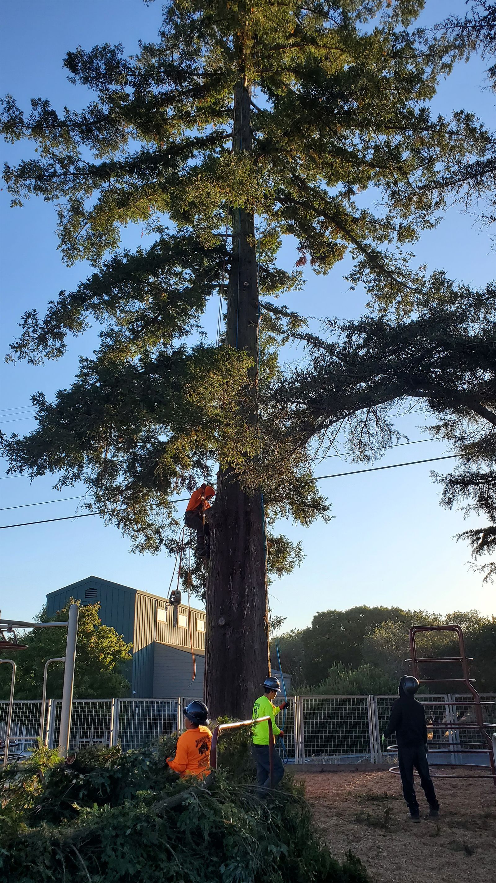Workers trimming a large tree near a building, with orange and yellow safety gear visible.