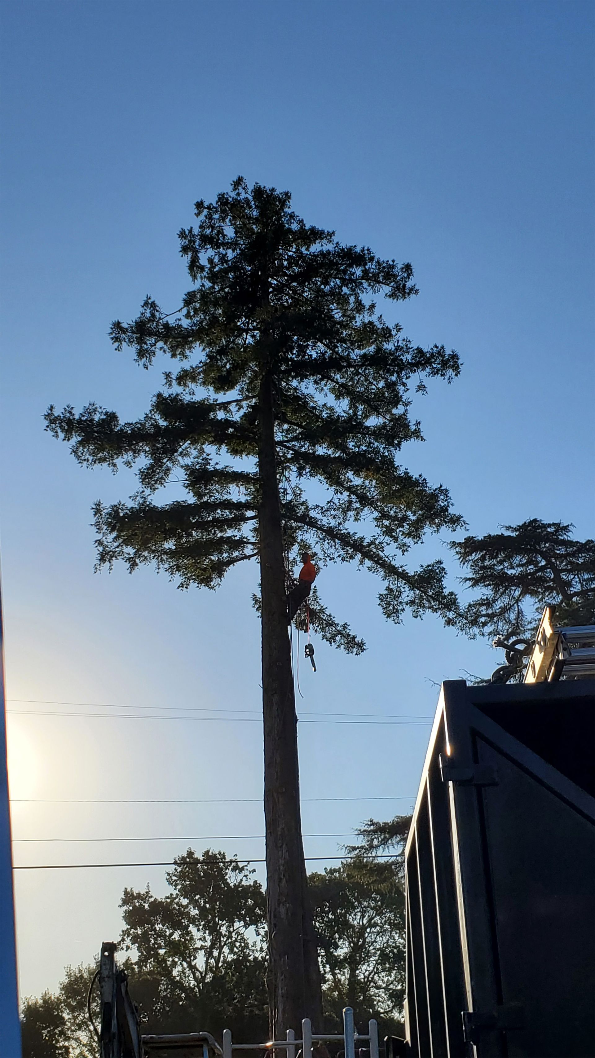 Tall pine tree silhouetted against a blue sky at sunset, with a building roof in the foreground