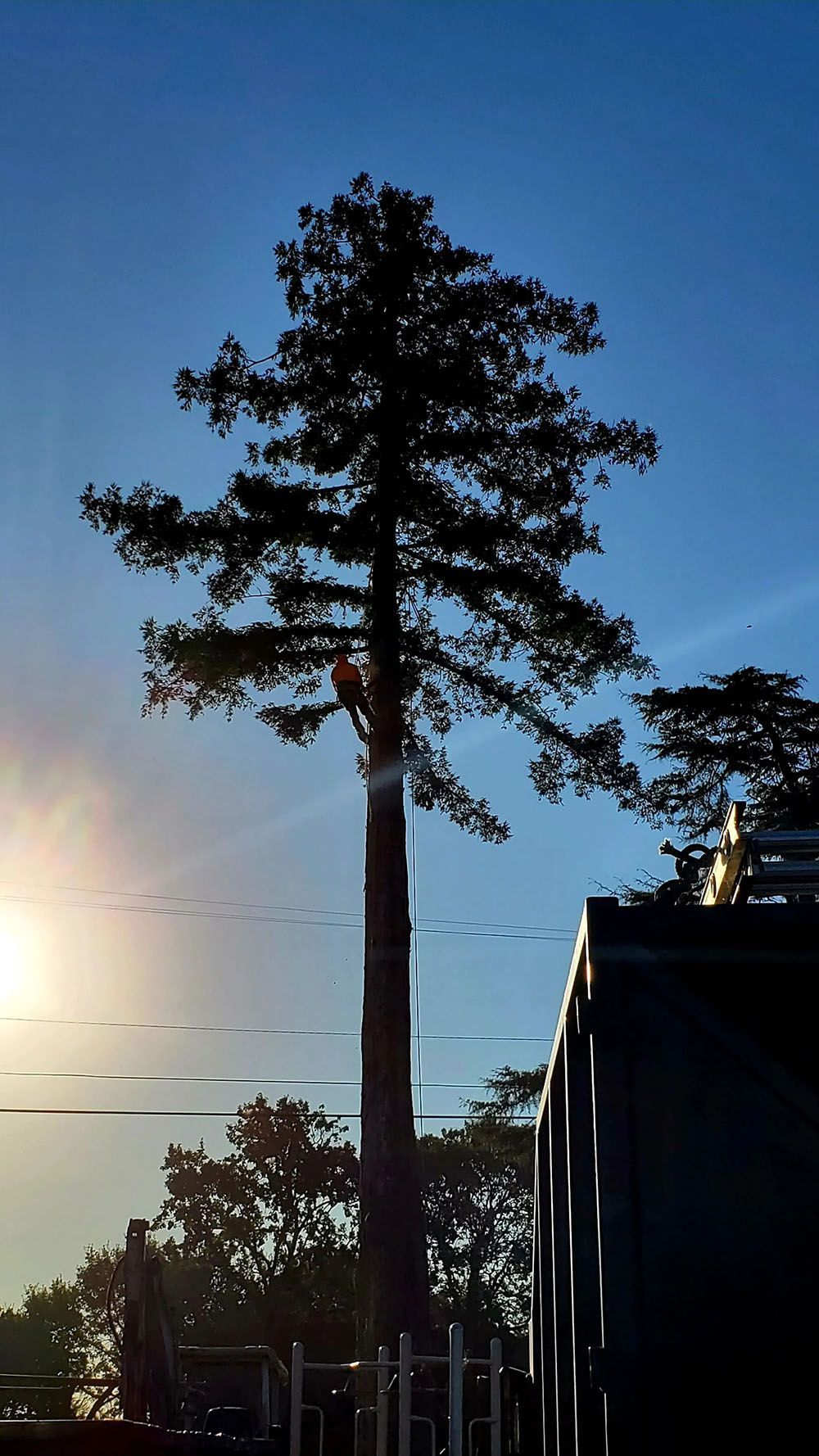 Tall tree with cell tower disguised as branches, silhouetted against a blue sky, next to a building and setting sun.
