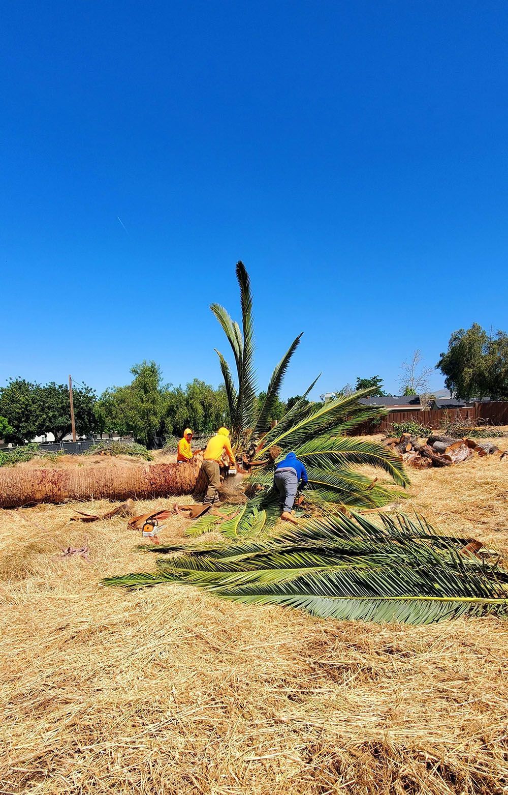 Three people trimming a palm tree in a sunny field under a clear blue sky.