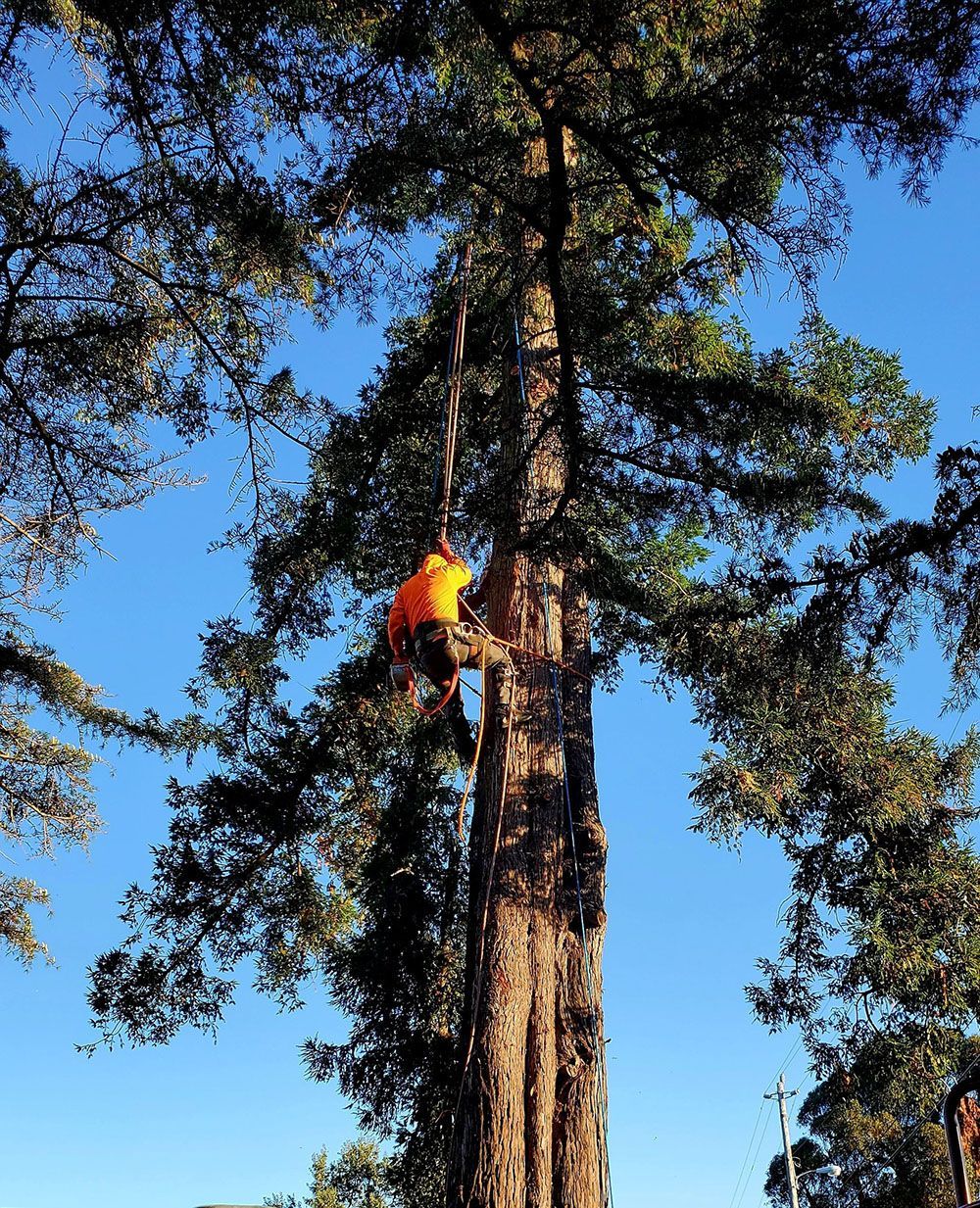 Person in orange climbing a tall tree against a blue sky.